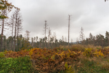 Forest after natural catastrophy, trees dying of bark beetles invasion and/or wildfire in Czech Republic, National Park, Bohemian Switzerland, České Švýcarsko
