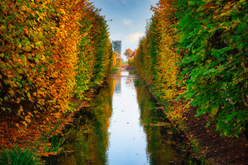 Autumn alley with yellow leaves in the public park in Gdansk Oliwa, Poland - obrazy, fototapety, plakaty