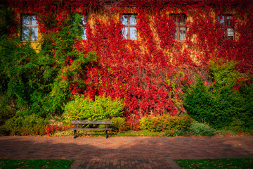 The autumn scenery of the park in Gdansk with a wall covered with red ivy leaves. Poland
