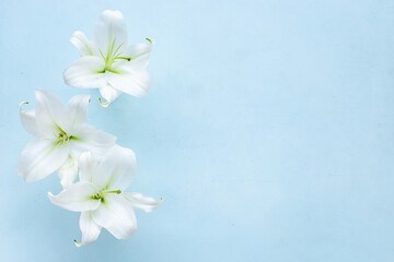 Naklejka na ściany i meble White liles flowers. Mourning or funeral background