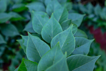 Bougainvillea leaves in the garden