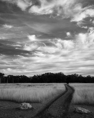 Vertical gray scale shot of a pathway in a beautiful field