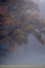 colorful foliage on oak tree covered in fog. High quality photo