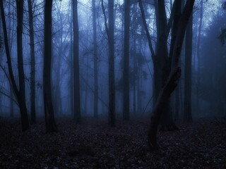 Spooky dead forest. Twilight in the woods. Dark autumn forest in blue colours. 