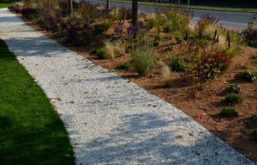 flowering asters in flower bed form a monoculture, a carpet of flowers. behind taller grass. garden arrangement prairie sunny character, mulching with beige gravel, white limestone paths, steps, step