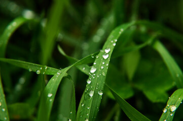 Césped verde con lluvia. Naturaleza.
