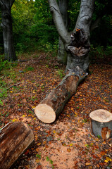 as a result of the energy crisis, people are looking for firewood wherever they can. thefts in...