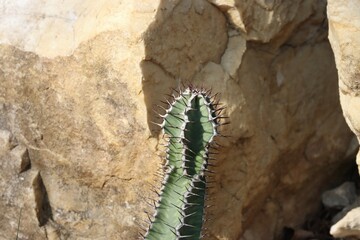 Big cacti in rocky desert