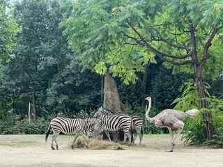 Fototapeta na wymiar Beautiful grey African ostrich and zebras in zoo enclosure