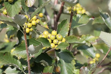 Nice small green apples