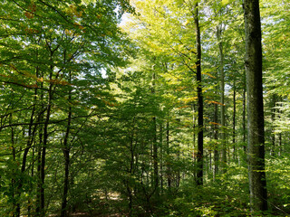 Hotzenwald im Südschwarzwald - Hotzenpfad richtung Pirschweg. Dichter Wald aus Tannen und Buchen. Steiler Weg, gesäumt von riesigen Granitfelsen
