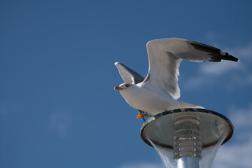 Möwe setzt zum Flug an