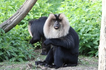 Nice black and white monkey