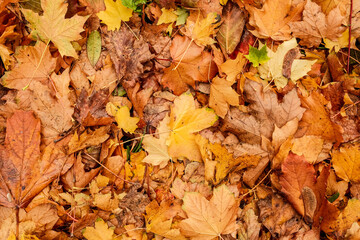 Autumn Leaves and Colour