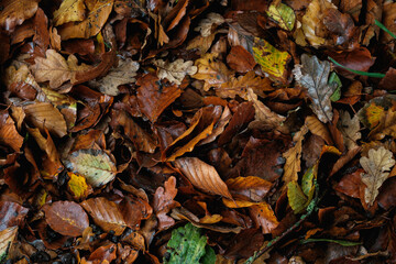 Autumn Leaves and Colour