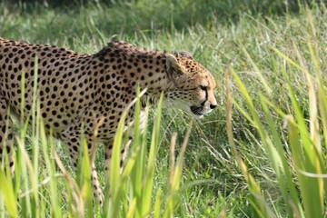 Cheetah hunting in the grassland © Miroslav