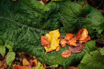 Autumn Leaves and Colour
