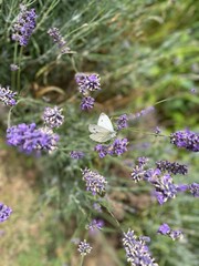butterfly on lavender