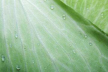 Close-up macro view of fresh green cabbage leaves with water drops. Close-up.