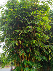 Clumps of bamboo trees. Bamboo can be used in a variety of ways and is a type of plant that is easy to grow and reproduce.
