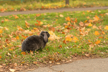 A beautiful gray rabbit with long ears sits on the grass. Symbol of the year 2023.