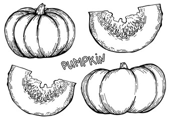 Hand drawn Pumpkins set on white background. Vector illustration. Vegetable engraved style illustration. Farm market product. Detailed vegetarian food sketch. Fermer market, harvest festival.