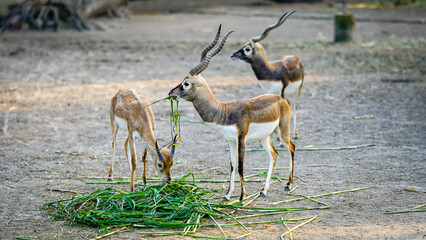 a herd of deer together eating green grass