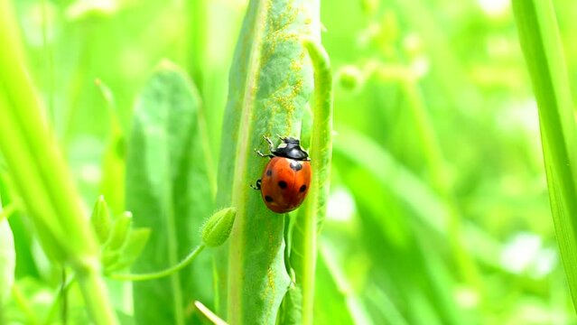 Ladybug and leaves of a grass. Ladybug in the spring