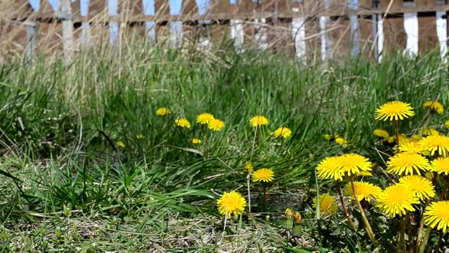 Fence in the village. Shooting in the spring