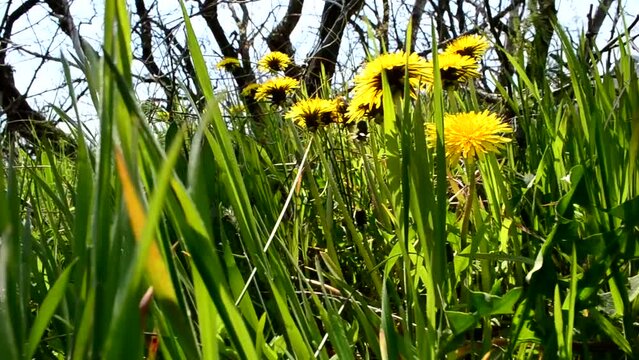 Shooting in April. Dandelions in a grass