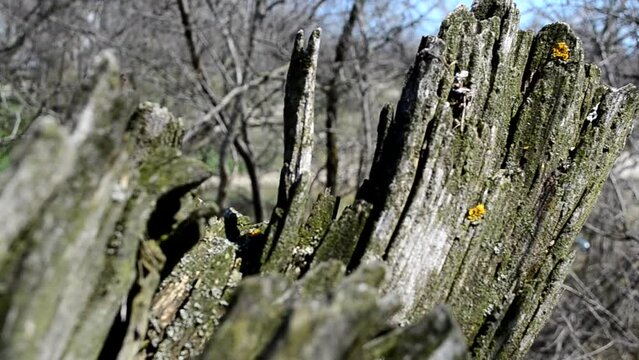 Snag in the spring. Spring in April