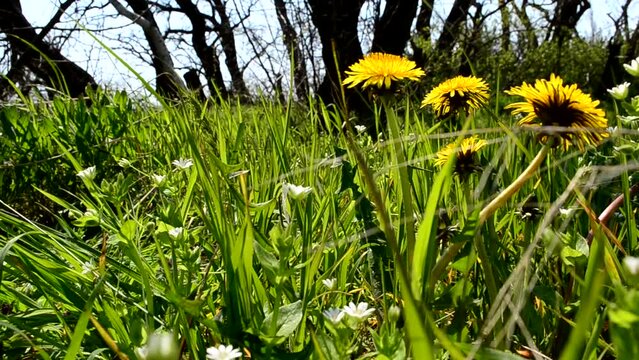 Dandelions in the wood. Spring background