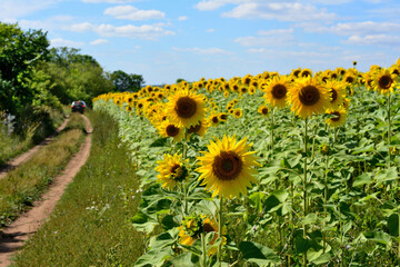 sunflower field with country road and forest and blue sky on background