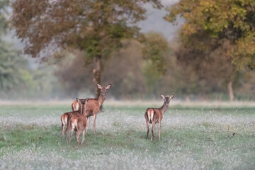 Deer females at dusk in the wild (Cervus elaphus)