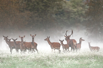 Herd of deer wrapped by fog (Cervus elaphus)