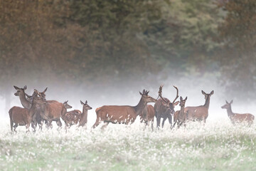Herd of deer wrapped by mist (Cervus elaphus)