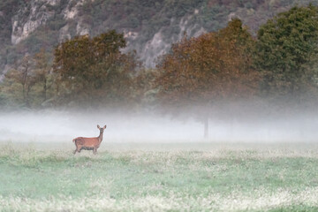 Deer female in the fog, fine art portrait (Cervus elaphus)