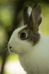 Portrait of a bunny