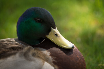 Close up portrait of a duck