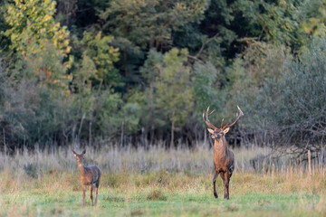 Deer male and female at sunset (Cervus elaphus)
