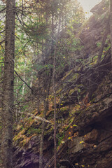 morning in the forest