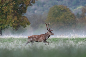 Running deer in the fog (Cervus elaphus)