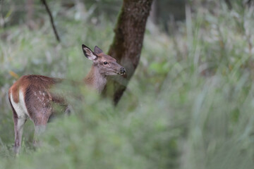 Beautiful deer female at grazing in the forest (Cervus elaphus)