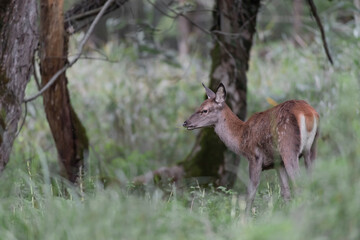 Naklejka na ściany i meble Beautiful deer female in the woods at grazing (Cervus elaphus)