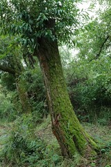 Dark green european swamp