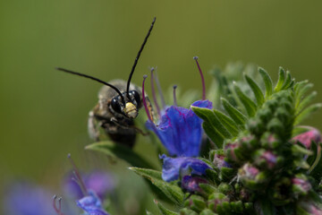Macro close-up of a bee on a blue flower