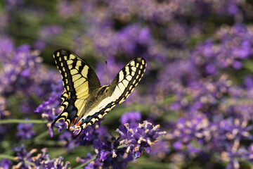 Swallowtail butterfly on a purple flower