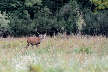 Majestic deer male in the wild (Cervus elaphus)