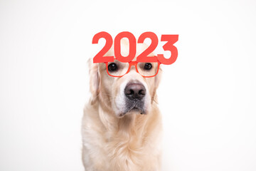 Dog in glasses 2023 for the new year. Golden Retriever for Christmas sitting on a white background with red glasses. Postcard with space for text for the new year with a pet.