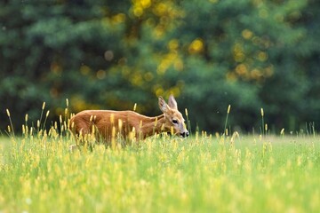 Roe deer (Capreolus capreolus) , standing on a meadow.